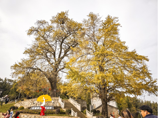 沙河鄉(xiāng)舉辦2025年第七屆金色銀杏旅游文化盛宴活動(dòng)